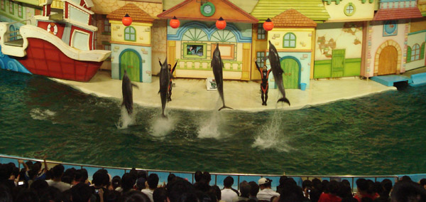 dolphins