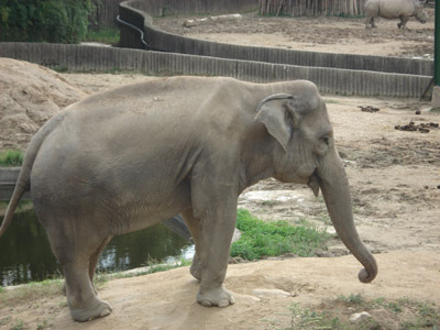 elephant