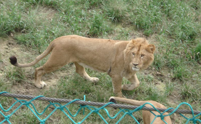 lion