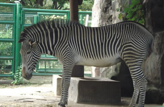 zebra