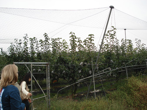 orchards covered in netting